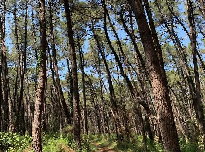 Casa Delle Palme By Interhome Appartement Marina Romea